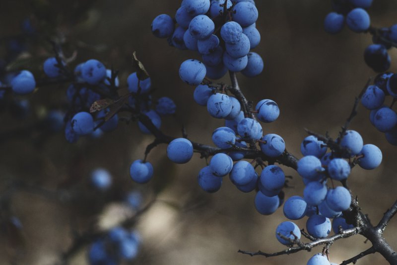 blueberries-1031221_1920