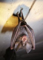 Geführte Fledermaustouren in Prien am Chiemsee