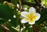 frangipani-111081_640_mauritius