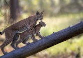 luchsbaby_tourismuszentrale-fichtelgebirge-wildpark-mehlmeisel-gibkes