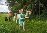 alpaka-wanderung_copyright-tourismus-gmbh-noerdlicher-schwarzwald