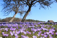 Wanderfrühling im Nördlichen Schwarzwald