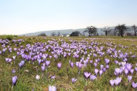 Die "Zavelsteiner Krokusblüte" 2015