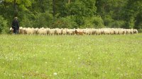 Zum "Schäferstündchen" in den Nordschwarzwald