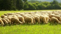 Zum "Schäferstündchen" in den Nordschwarzwald