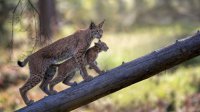 Tierischer Urlaub mit Wildkatzen, Alpakas & Co. 