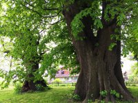 Die energetische Wirkung von Blasmusik