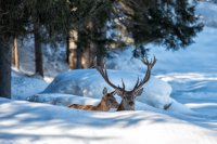 Abenteuerliche Winternächte in Pfronten