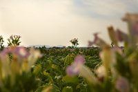 Die sommerliche Weltreise durch die Südpfalz 