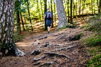 Felsmassive, Weißweinschorle und Erholung im Pfälzerwald