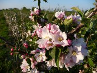 Der bunte Südpfälzer Blüte-Kalender