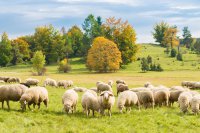 Traufgang Ochsenbergtour lockt Wanderfreunde in die Premium-Wanderregion Traufgänge Albstadt