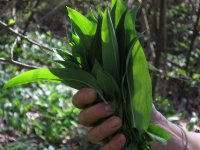 Den Schätzen der Natur auf der Spur