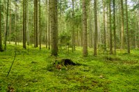 Drei Tage über Stock und Stein durch das Obere Nagoldtal