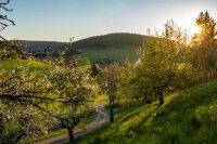 Schäfchen zählen in Wildberg – den natürlichen Rasenmähern des Heckengäus auf der Spur 