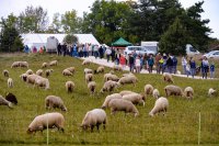 17. Albstädter Schäferfest am 17. und 18. September 