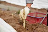 Vom Feld direkt auf den Teller im „Gemüsegarten Deutschlands“ 