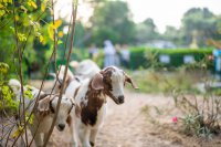 Tierischer Spaß in den JA Resorts & Hotels