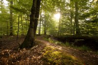 Purer Naturgenuss im Südpfälzer Bienwald