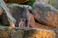 Erlebnisregion Ochsenkopf – das Outdoorparadies im Fichtelgebirge