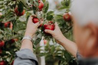 Herbstzeit ist Apfelzeit – die Region Lana feiert die Vielfalt der Frucht