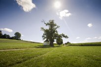 Bayerisch-Schwaben - Pilgern / Copyright: TVABS
