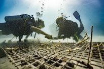 Tourism Fiji - Korallen pflanzen /Copyright: Tourism Fiji