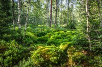 Nördlicher Schwarzwald - The wild side of Schwarzwald