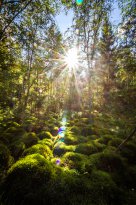 Nördlicher Schwarzwald - Würzbacher Moor