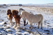 Katla Travel - Island Pferde im Winter