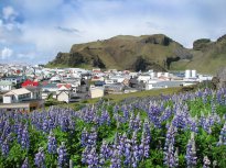 Katla Travel - Lupinenfeld auf den Westmänner Inseln