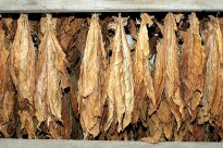 Südpfalz - Tabak getrocknet