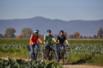 Südpfalz - Kraut und Rüben Radweg