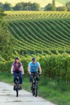 Südpfalz - Weinberge