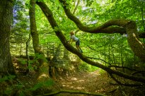 Nördlicher Schwarzwald - Wildkatzenwalderlebnispfad / Copyright: Tourismus- und Stadtmarketing Bad Herrenalb Alex Kijak