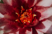 lanaregion.it_Maike Wittreck_Rocco