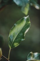 lanaregion.it_Maike Wittreck_Sommer