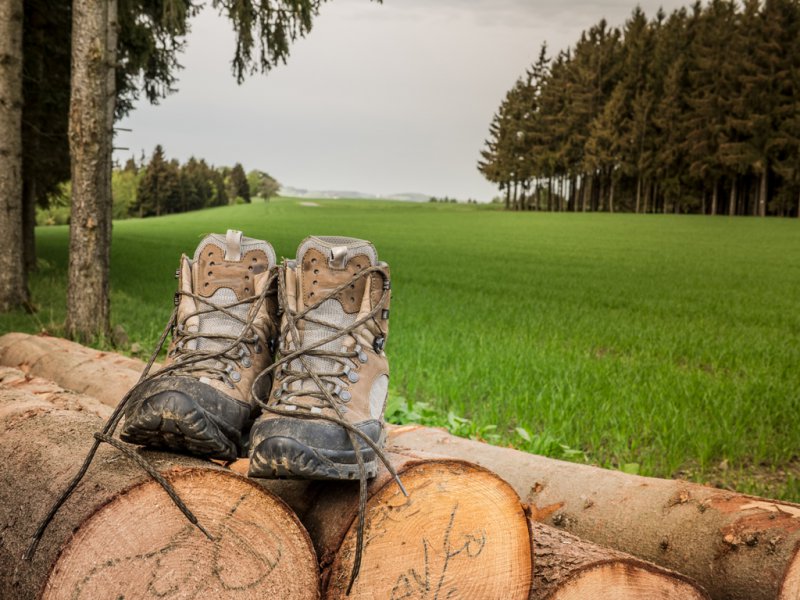 wald_verstehen