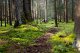 Entspannen und Durchatmen im Allgäuer Bergwald in Pfronten